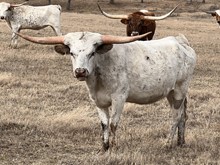 MN Bubba's Cowgirl Texie
