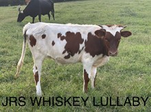 JRS Whiskey Lullaby